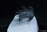 Insanely Spiny Koneprusia Trilobite #2176-4
